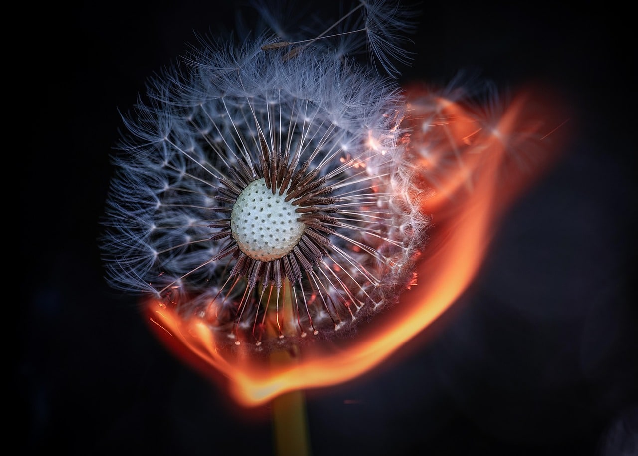 pissenlit qui brûle. Symbolise l'air et le feu